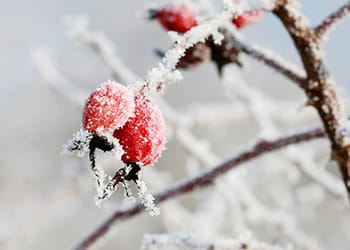 Foraging Calendar- What to Forage in February-Rose Hips