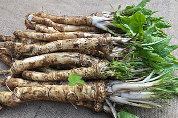 How to Make Horseradish Tincture- horseradish root