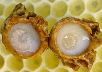 Royal Jelly – Better than Aspirin- jelly closeup