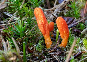 Struggling with Fatigue Herbal Remedies to the Rescue- Cordyceps