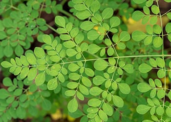 Struggling with Fatigue Herbal Remedies to the Rescue-Moringa