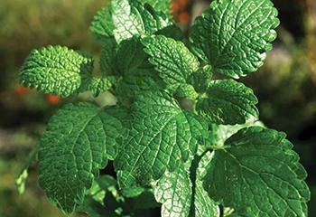 Struggling with Fatigue Herbal Remedies to the Rescue - Peppermint