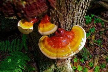 Struggling with Fatigue Herbal Remedies to the Rescue - Reishi
