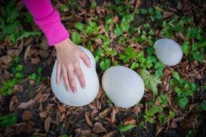What Happens If You Come Across These Giant White Balls In The Wild -Forage