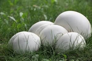 What Happens If You Come Across These Giant White Balls In The Wild - Identification