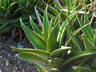 10 Herbs That Are Not Friendly To Your Kidney And Liver- Aloe Vera
