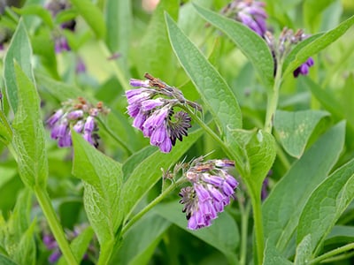 10 Herbs That Are Not Friendly To Your Kidney And Liver- Comfrey