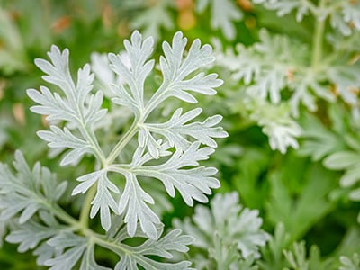 10 Herbs That Are Not Friendly To Your Kidney And Liver- Wormwood