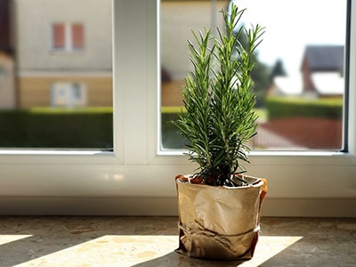 15 Household Uses for Rosemary You Didn't Know About- potted rosemary