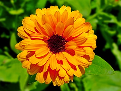 20 Plants You Never Would Have Guessed Are Edible- Calendula