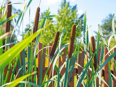 20 Plants You Never Would Have Guessed Are Edible- Cattails