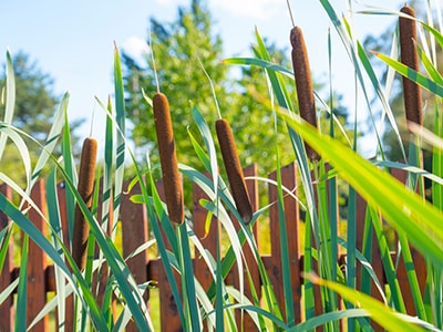20 Plants You Never Would Have Guessed Are Edible- Cattails