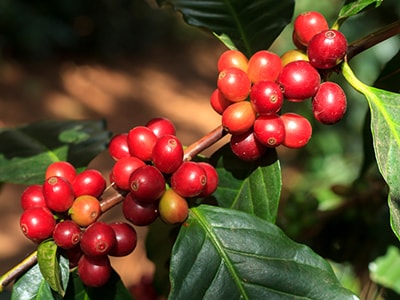 20 Plants You Never Would Have Guessed Are Edible- Coffee Cherry