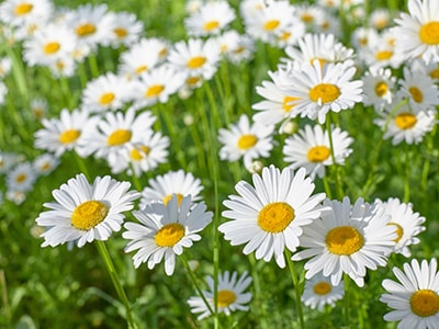 20 Plants You Never Would Have Guessed Are Edible- Daisy