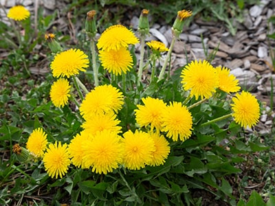 20 Plants You Never Would Have Guessed Are Edible- Dandelion