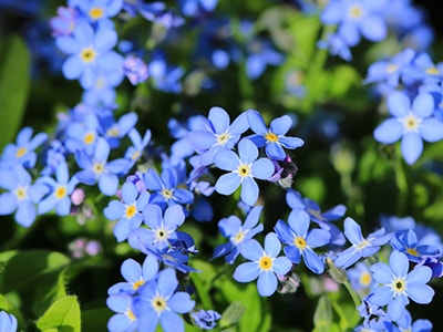 20 Plants You Never Would Have Guessed Are Edible- Forget me Not