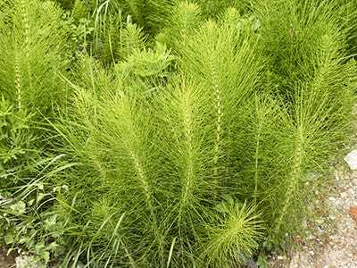 20 Plants You Never Would Have Guessed Are Edible- Horsetail