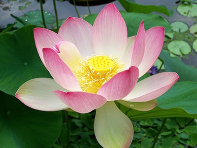 20 Plants You Never Would Have Guessed Are Edible- Lotus