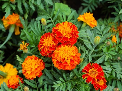 20 Plants You Never Would Have Guessed Are Edible- Marigold
