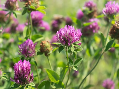 20 Plants You Never Would Have Guessed Are Edible- Red Clover