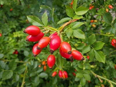 20 Plants You Never Would Have Guessed Are Edible- Rose Hips