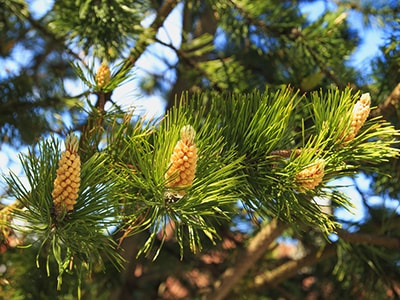 20 Plants You Never Would Have Guessed Are Edible- White Pine