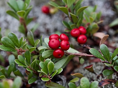 3 Herbal Remedies for UTIs- Bearberry