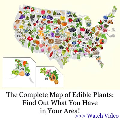 Banner edible plants