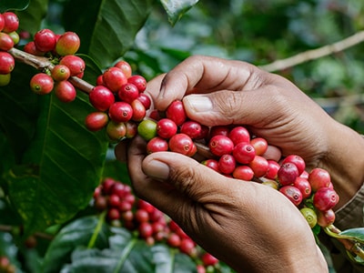 Coffee Berry Natures Wasted Superfood- coffee agriculture