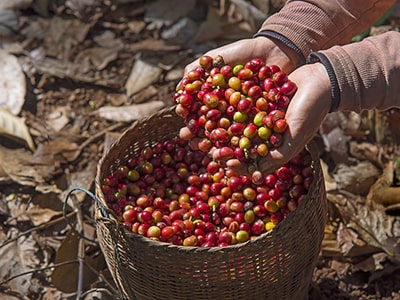 Coffee Berry Natures Wasted Superfood- harvesting coffee berries