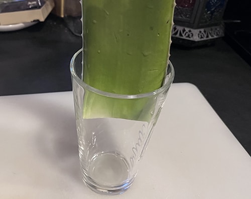 DIY Natural Healing Gel- put the aloe leaf in a tall glass
