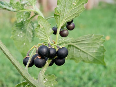 Foraging Calendar- What to Forage in March- Blackberry Nightshade