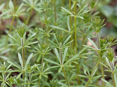 Foraging Calendar- What to Forage in March- Cleavers