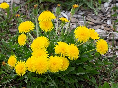 Foraging Calendar- What to Forage in March- Dandelion