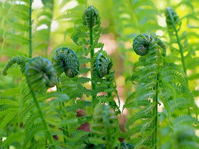 Foraging Calendar- What to Forage in March- Fiddlehead Fern