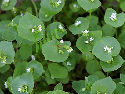 Miner's Lettuce