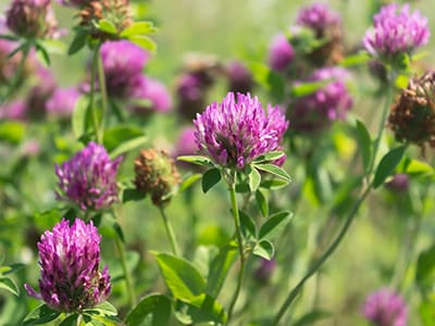 Foraging Calendar- What to Forage in March- Red Clover