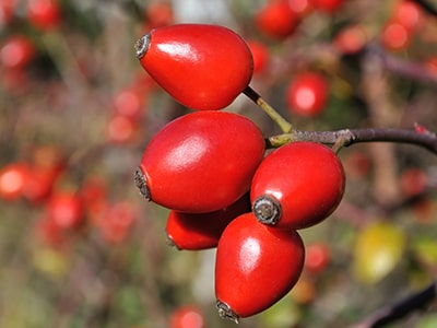 Foraging Calendar- What to Forage in March- Rose hips