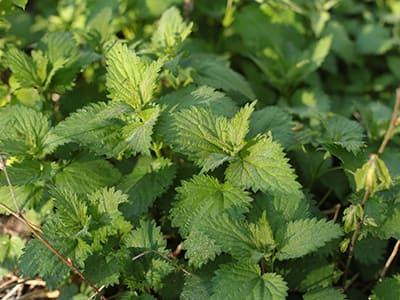 Stinging Nettle