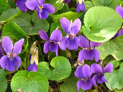 Foraging Calendar- What to Forage in March- Sweet Violet