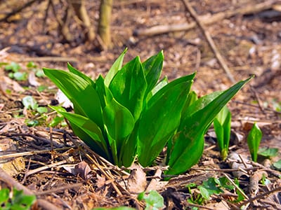 Foraging Calendar- What to Forage in March- Wild Garlic