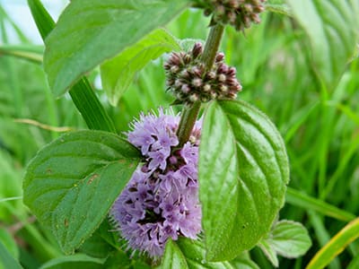 Foraging Calendar- What to Forage in March- Wild Mint