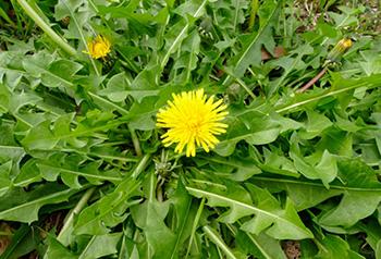 How to Get Rid of Water Retention Naturally - Dandelion
