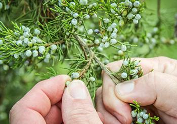How to Get Rid of Water Retention Naturally - Juniper