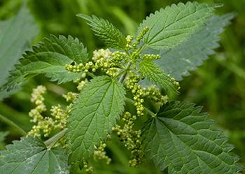 How to Get Rid of Water Retention Naturally - Nettles