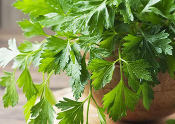 How to Get Rid of Water Retention Naturally - Parsley