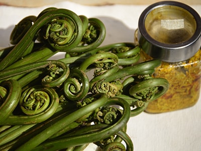 The Most Nutritious Plants You Can Forage This Spring- Fiddlehead remedies
