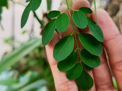 foraging Moringa