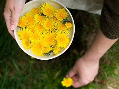 The Most Nutritious Plants You Can Forage This Spring- foraging dandelion