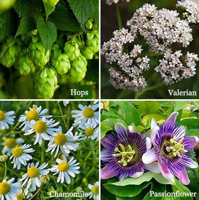 Two Powerful (and Surprising) Methods for Detoxing Your Brain- Hops, Valerian, German Chamomile, Passionflower